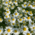 chamomile